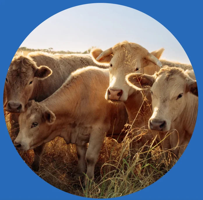 Grass-fed cattle